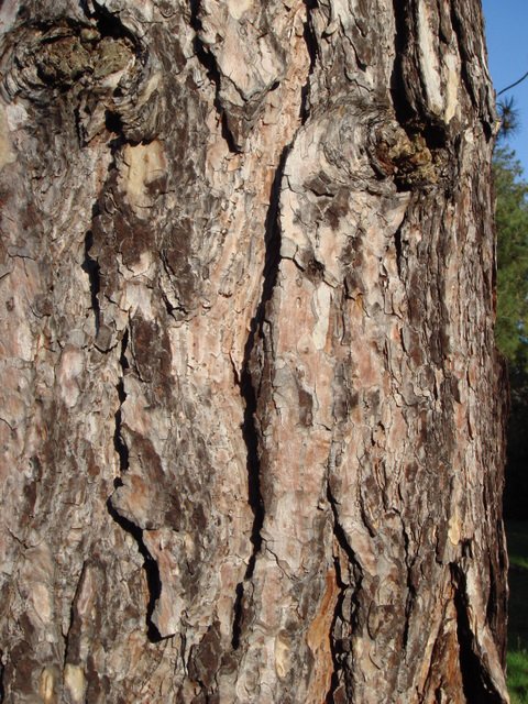 Pinus nigra ecorce